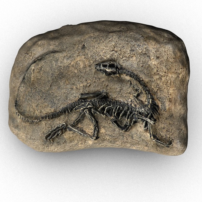 T-rex fossil 3D model - TurboSquid 1433070