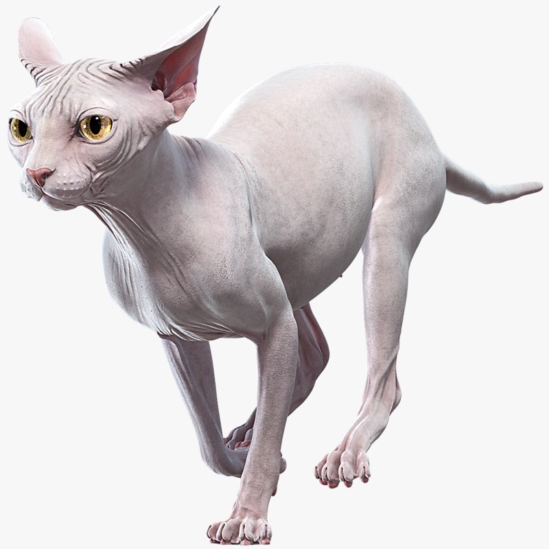 3D sphynx cat animations model TurboSquid 1433594