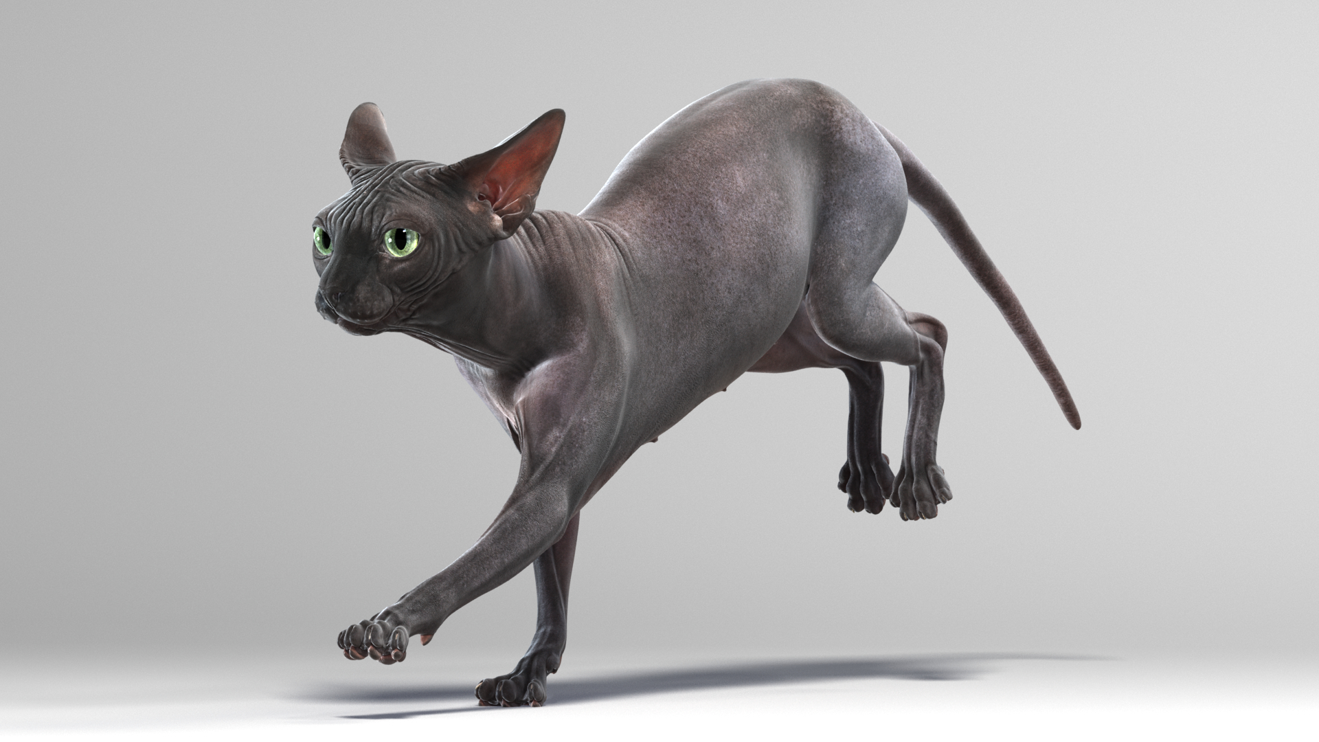 斯芬克斯猫(4)(动画)3d模型
