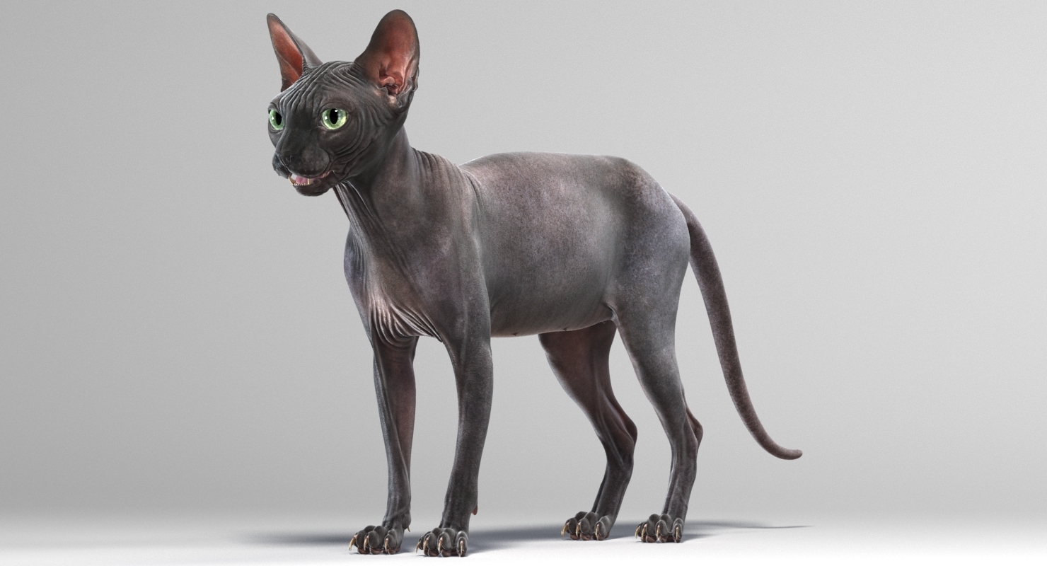 sphynx cat animations 4 3d model