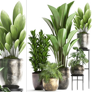 houseplants exotic plants model