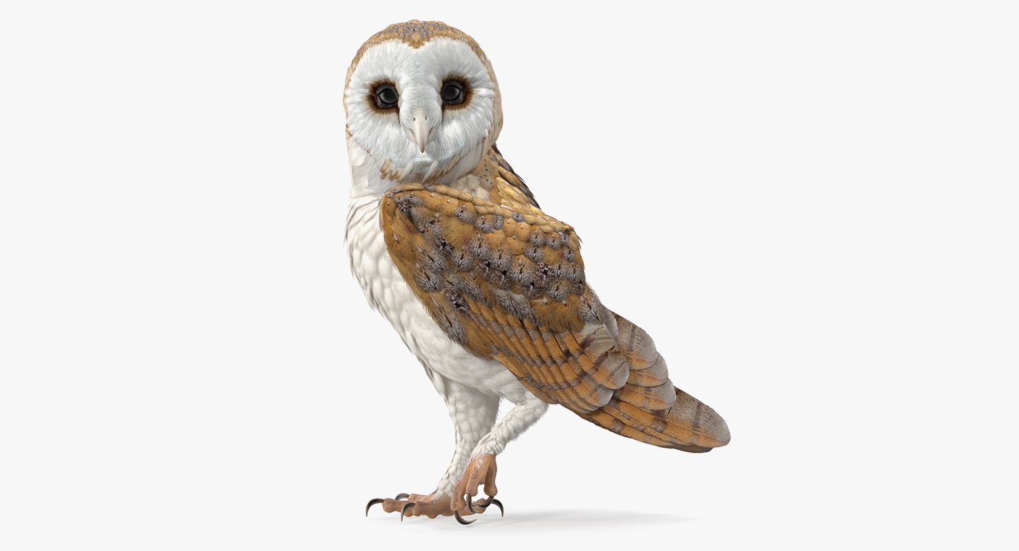 3d Barn Owl Standing Turbosquid 1434137