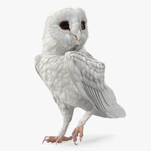 3D white barn owl standing
