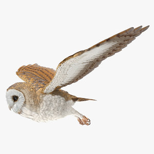 barn owl flying bird 3D model