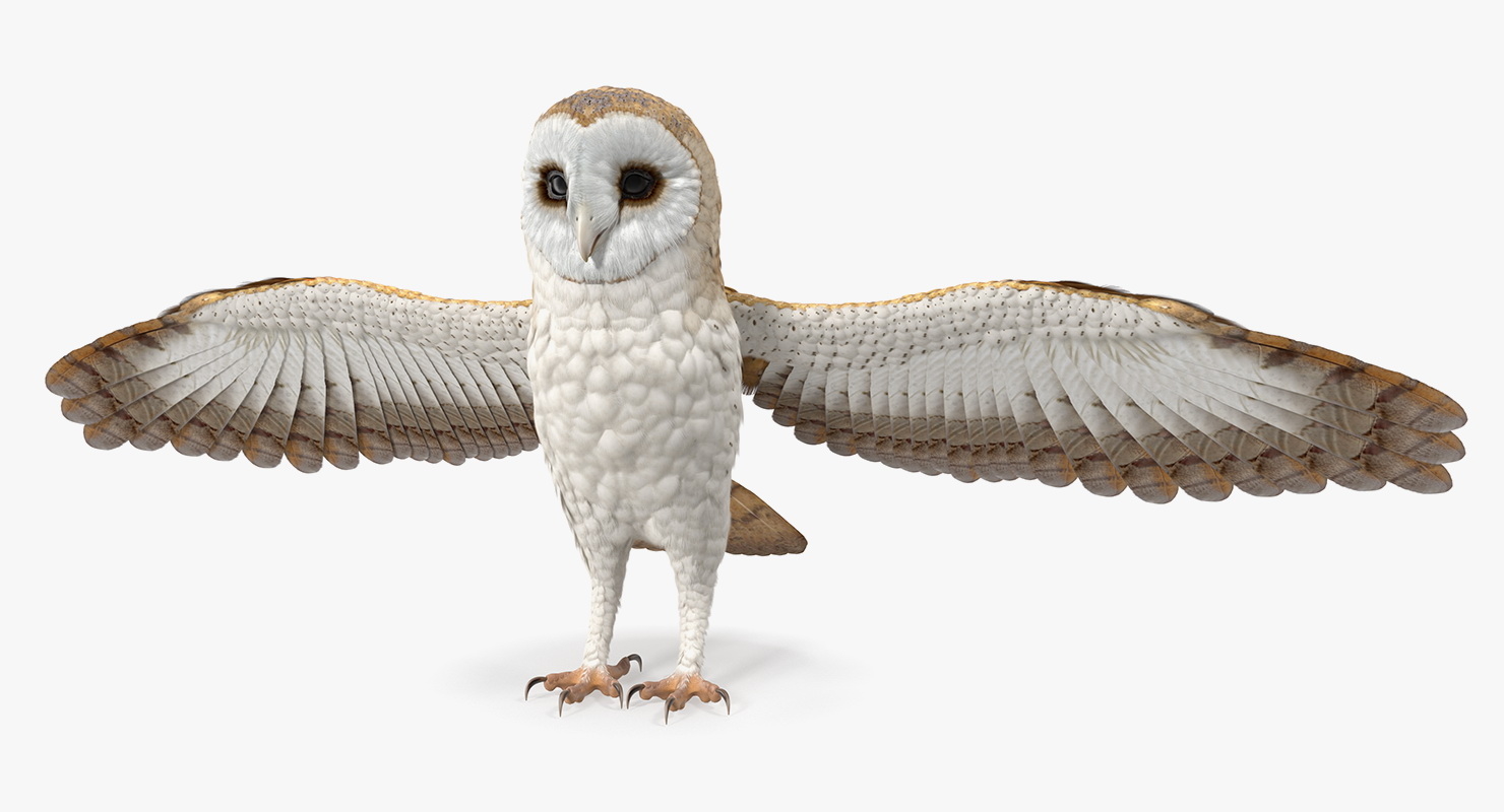 3d Common Barn Owl Model Turbosquid 1434138