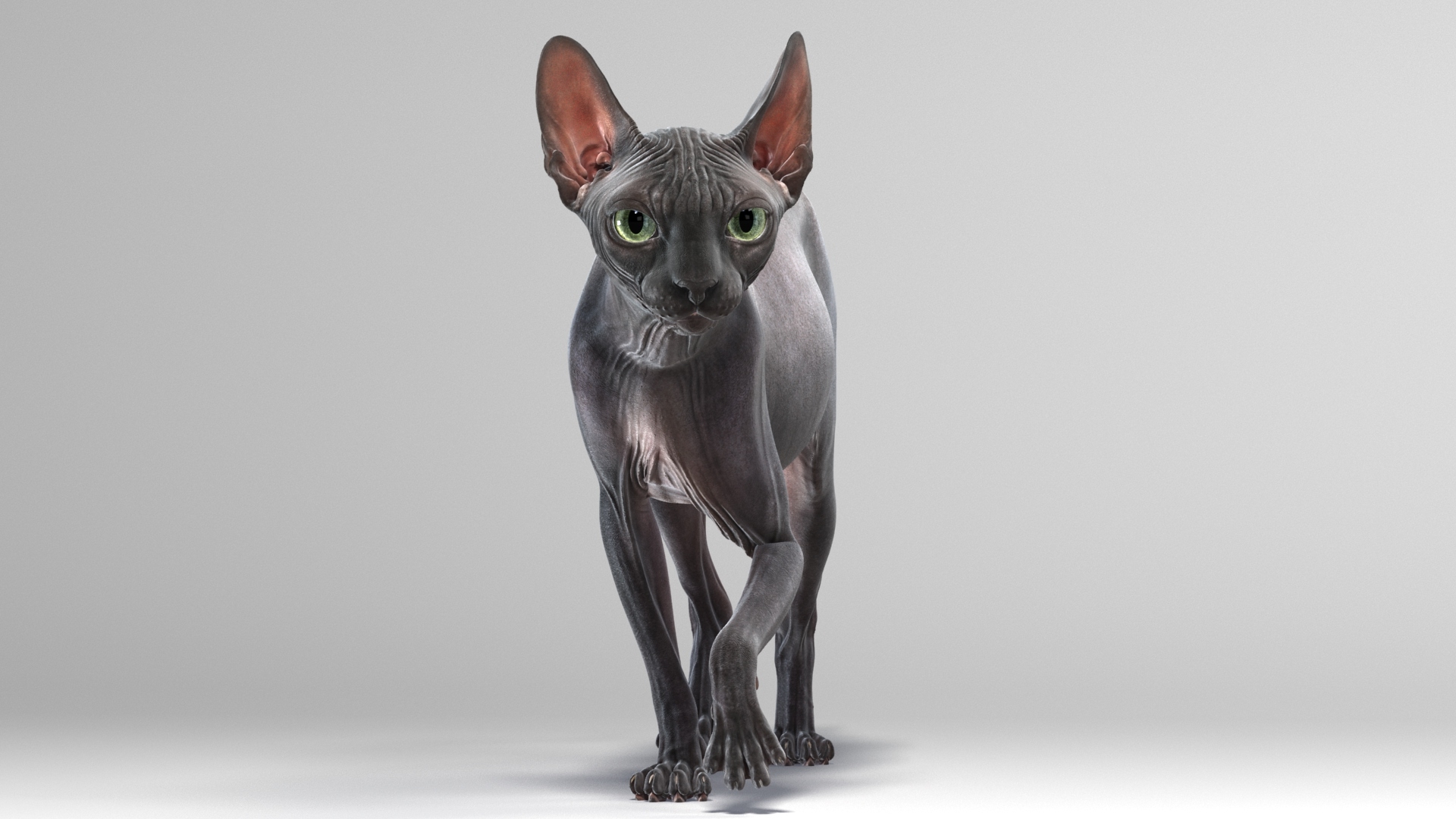 斯芬克斯猫(4)(动画)3d模型