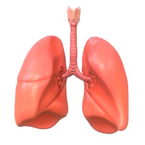 human lungs 3D model
