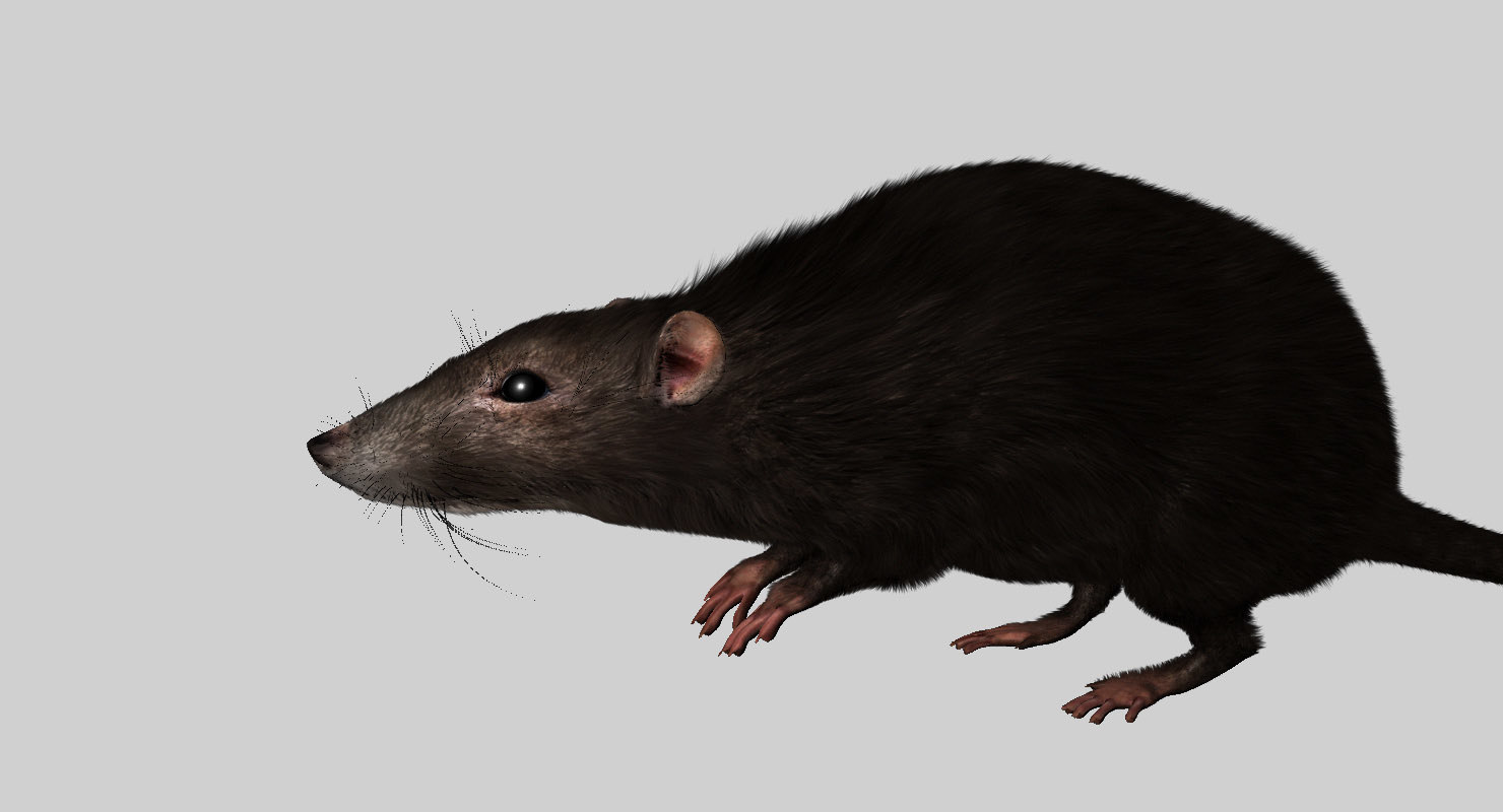 3D rat rigged model - TurboSquid 1434239