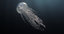 jellyfish animation model