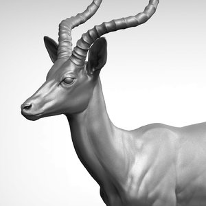 impala antelope aepyceros melampus 3D model