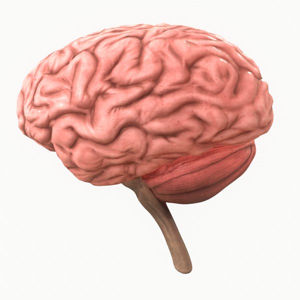 Human Brain 3d Model Turbosquid
