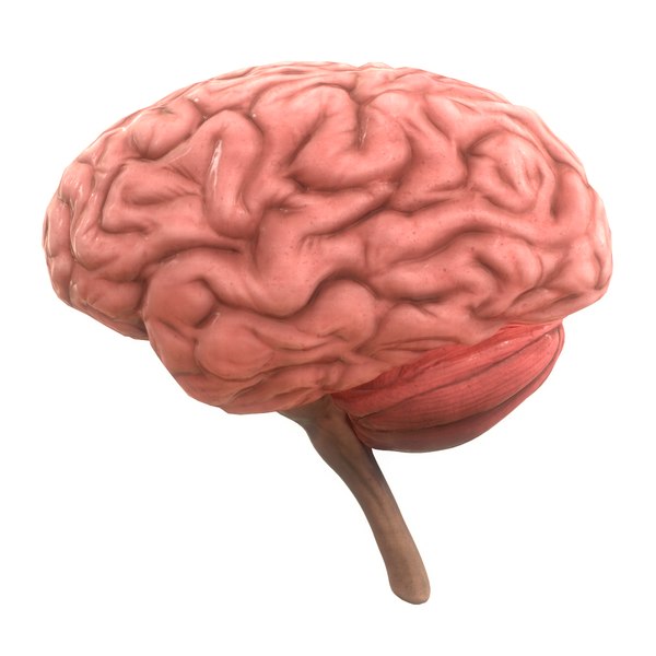 人間の脳3dモデル Turbosquid