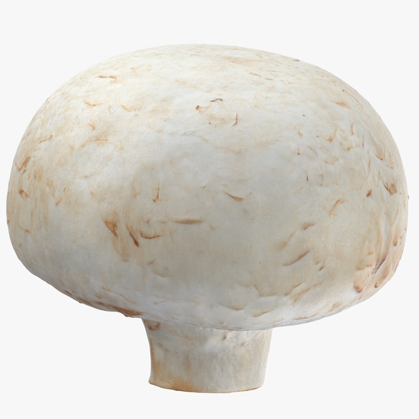 3d white button mushroom 02