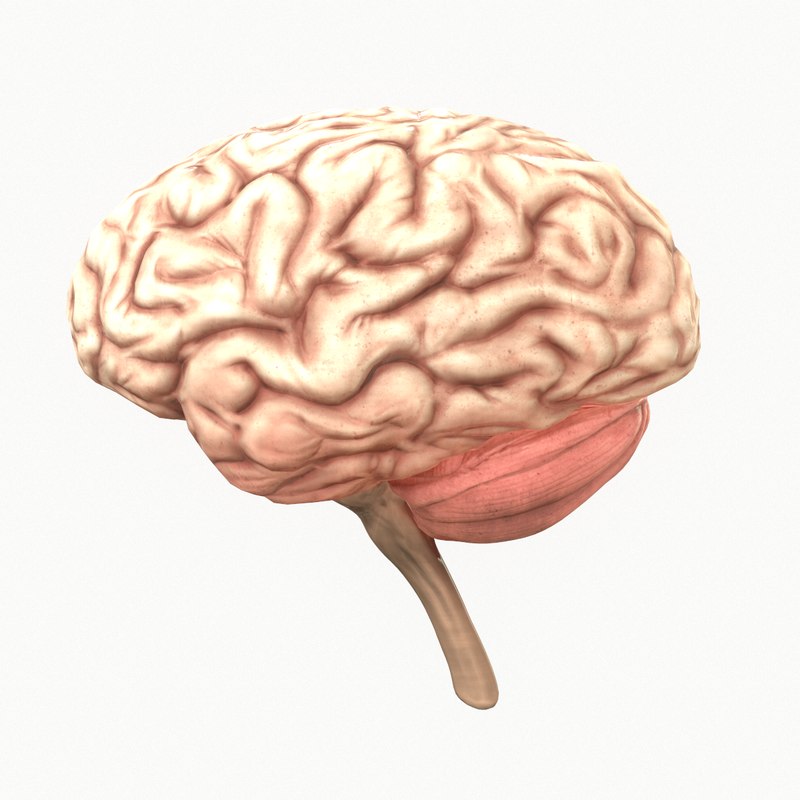 3D model human brain - TurboSquid 1434474