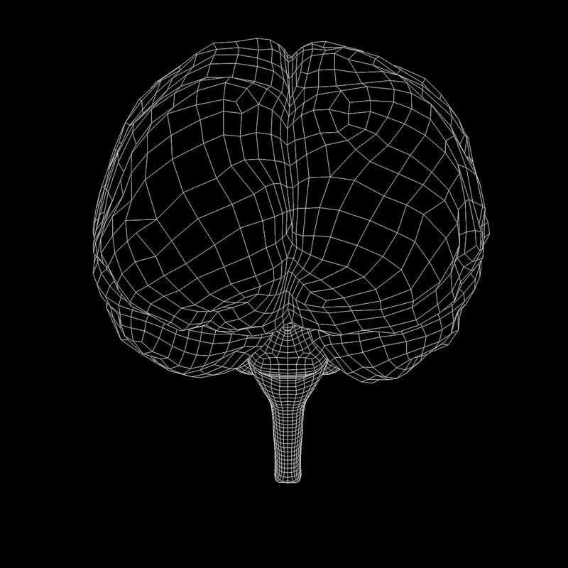 Cérebro humano Modelo 3D - TurboSquid 1434480