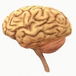 3D human brain