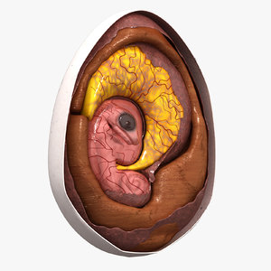 3D amniotic egg cross section model