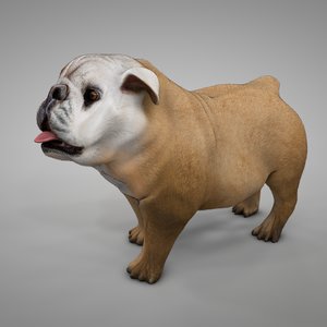 british bulldog ocher white model