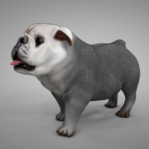 british bulldog grey white 3D model