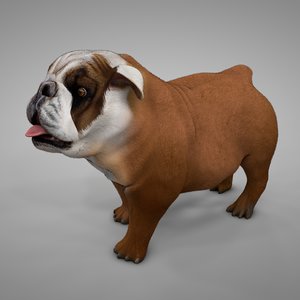 3D british bulldog brown white