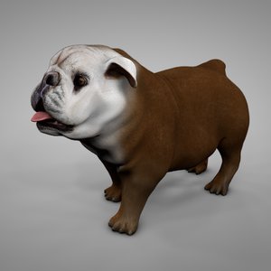british bulldog brown white 3D model
