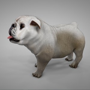 british bulldog white beige 3D model