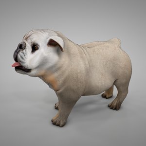 british bulldog beige white 3D