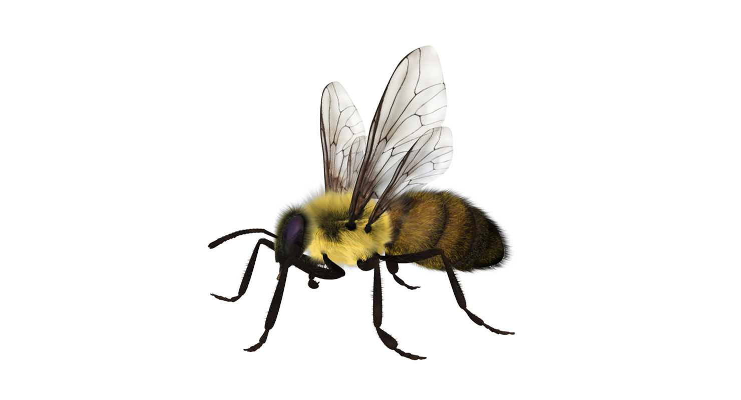 Honeybee 3D model - TurboSquid 1434603