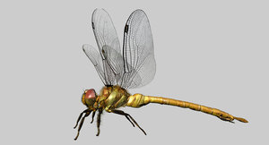 dragonfly 3D model