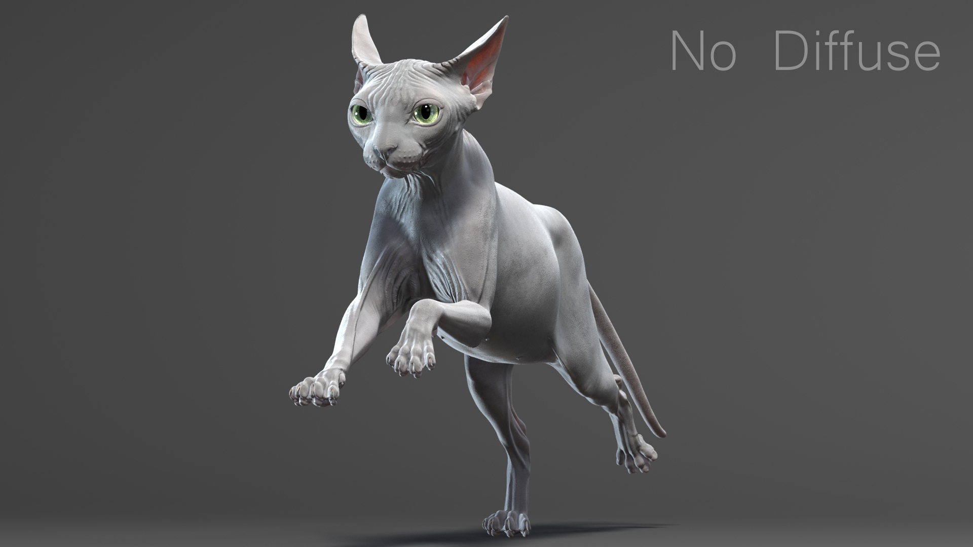 斯芬克斯猫(4)(动画)3d模型