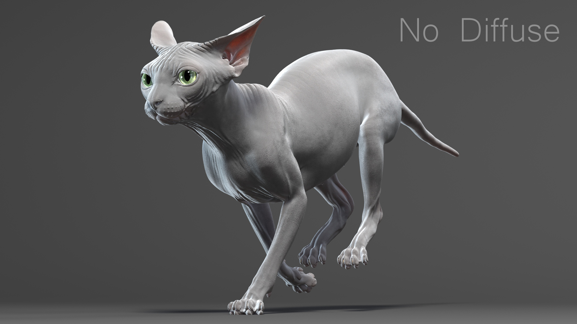 斯芬克斯猫(4)(动画)3d模型