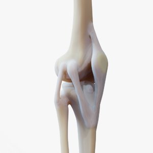 knee joint 3D model