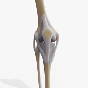knee joint 3D