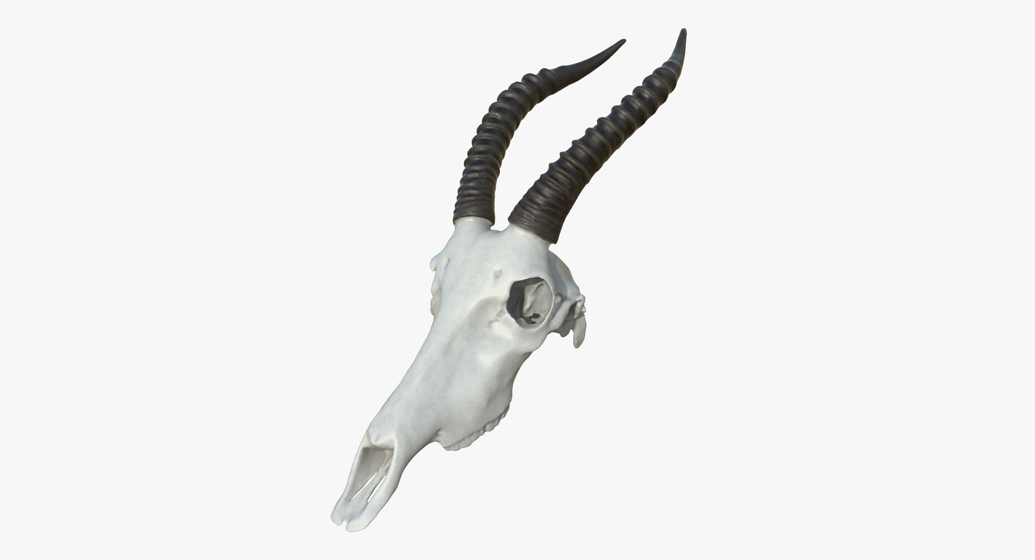 Antelope skull 3D model - TurboSquid 1435266