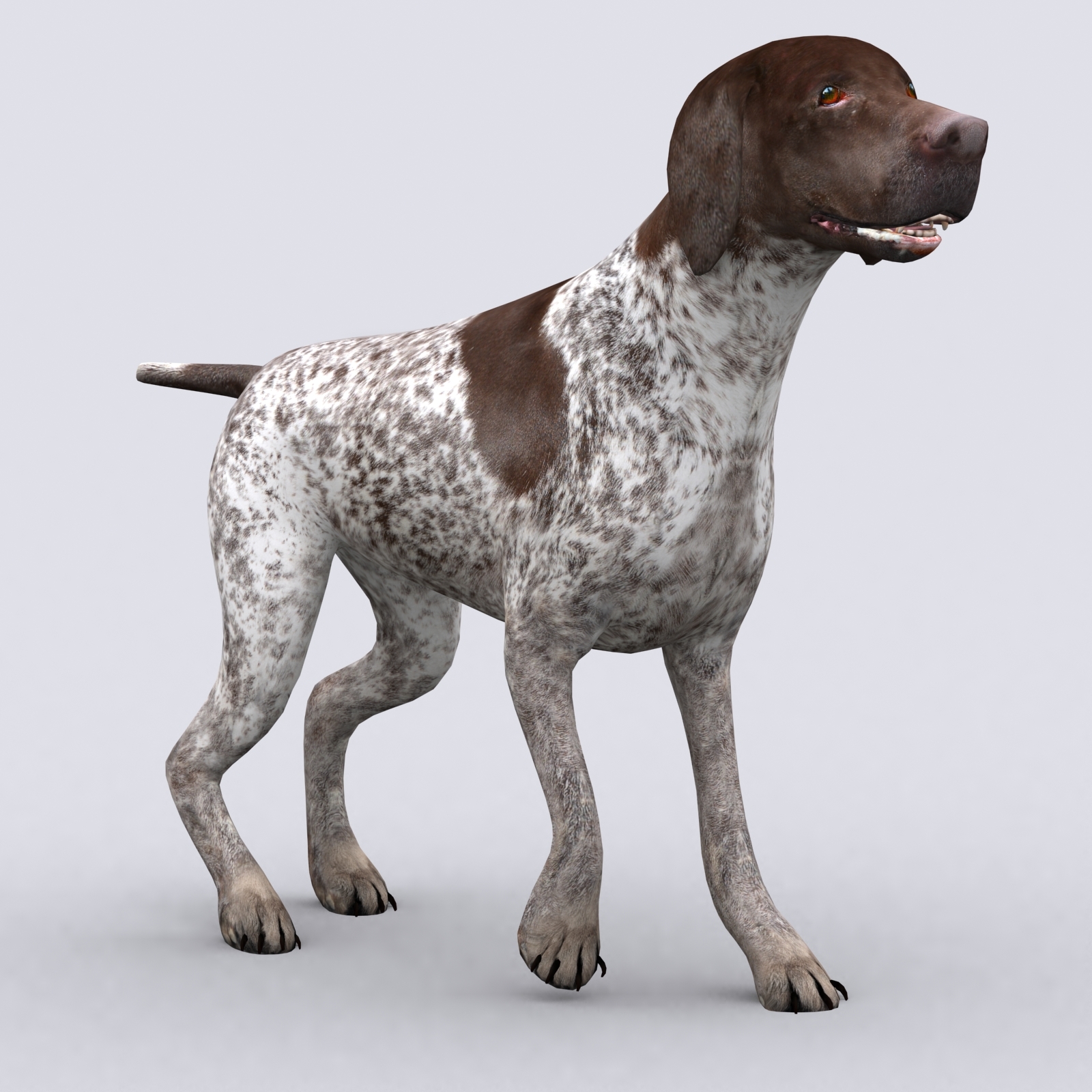 3d Model German Pointer Dog Turbosquid 1435397