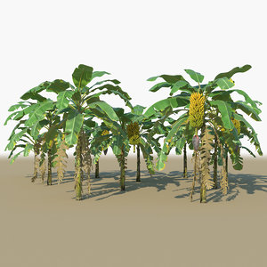 banana plants trees animation 3D model