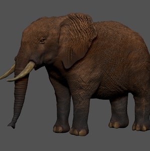 african elephant grey ocher 3D model