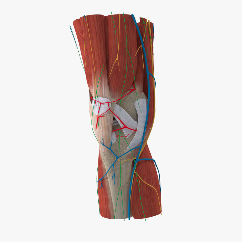 Complete knee anatomy muscles 3D model TurboSquid 1435480