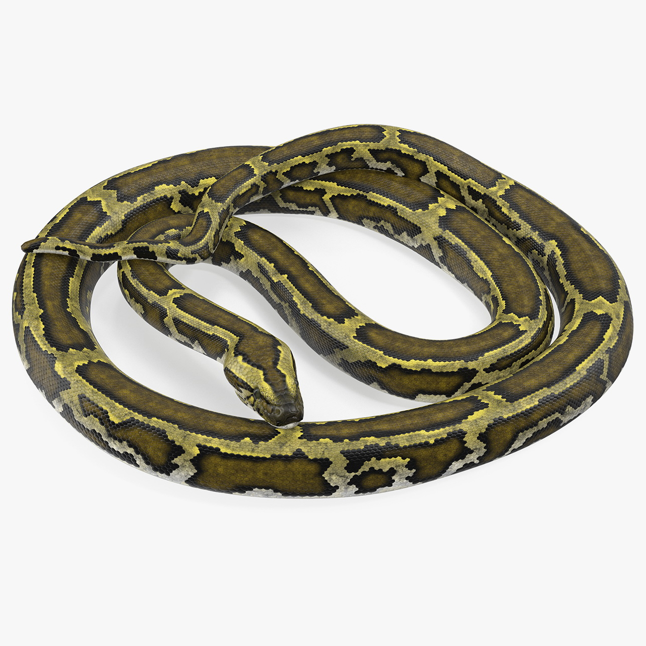 绿色python蛇为cinema 4d索具3d模型