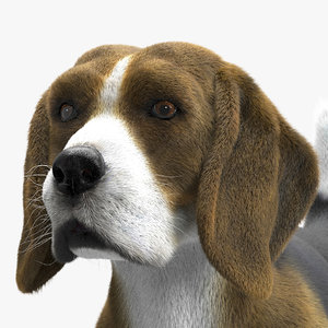 beagle ornatrix ephere 3D model