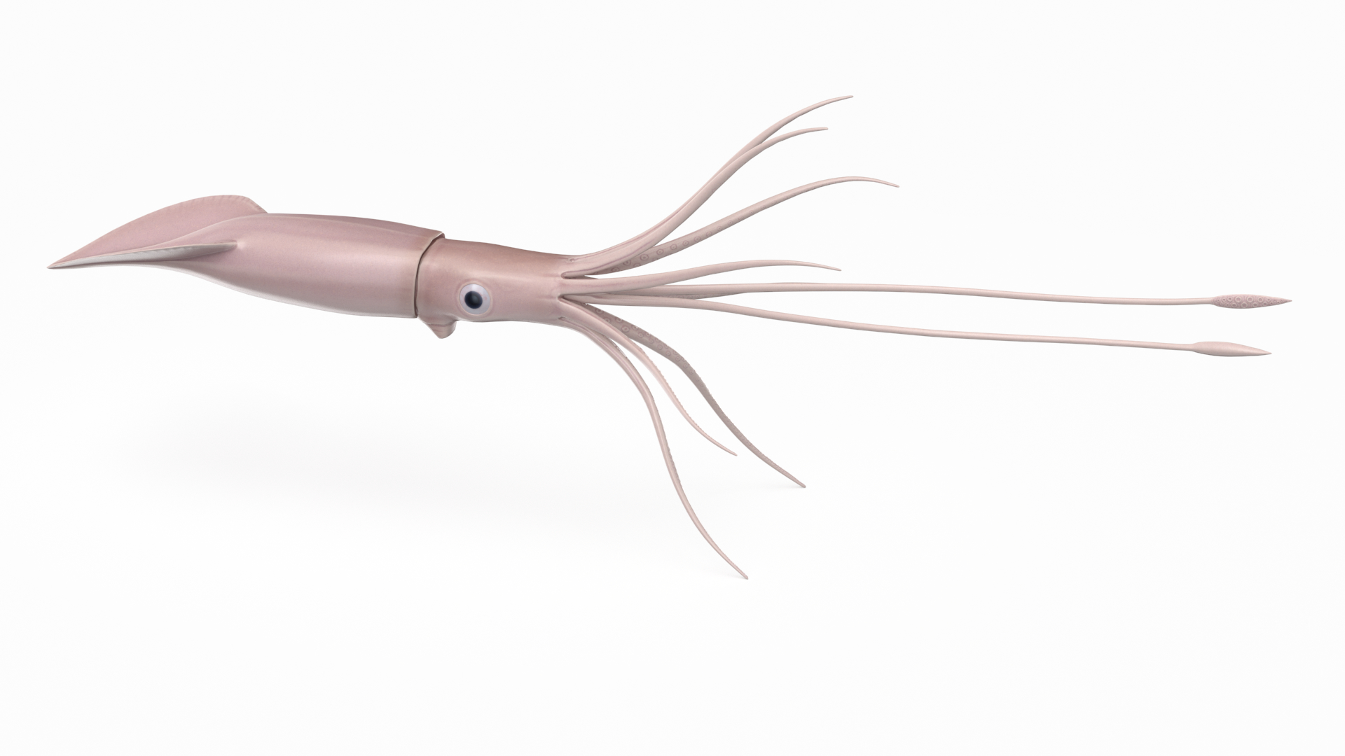 giant squid 3d model