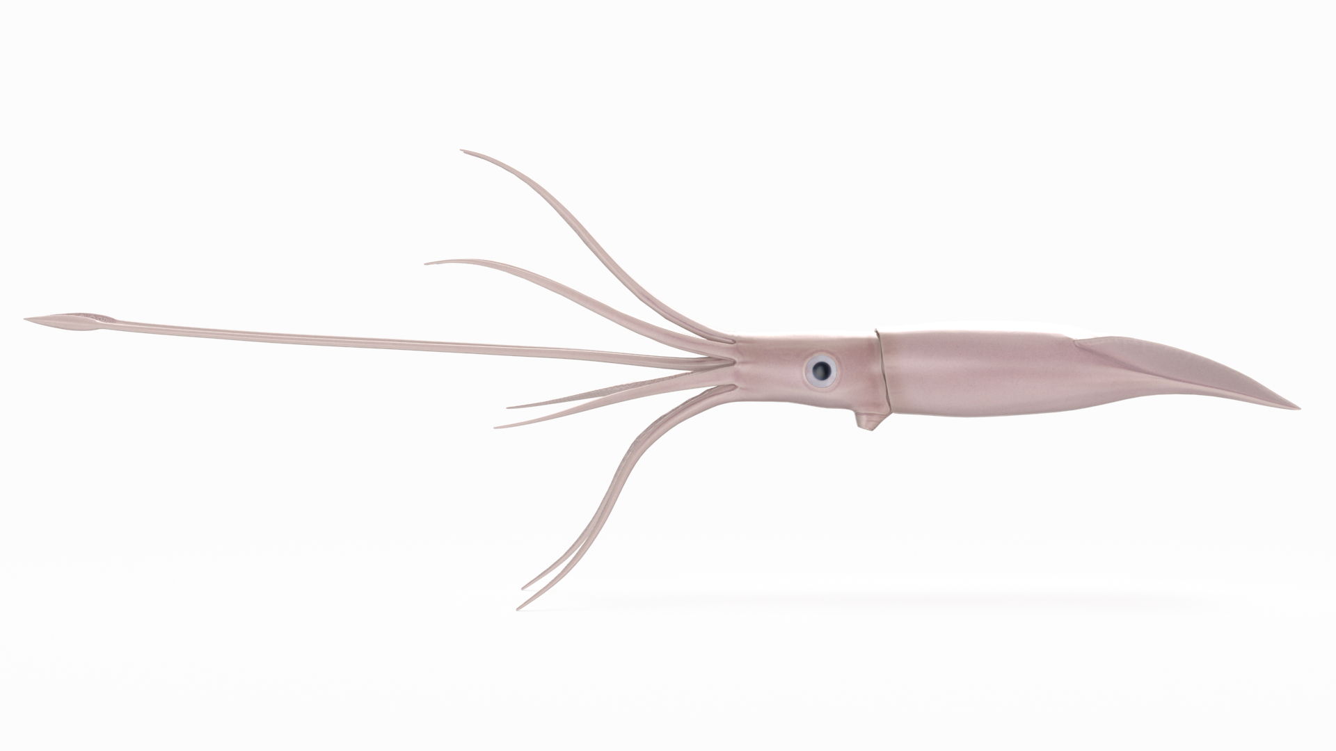 giant squid 3d model