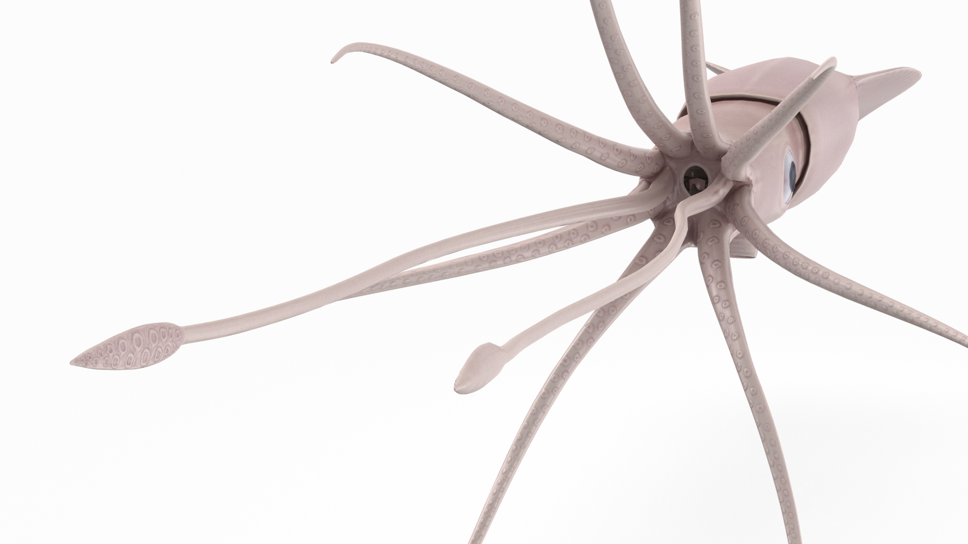 giant squid 3d model