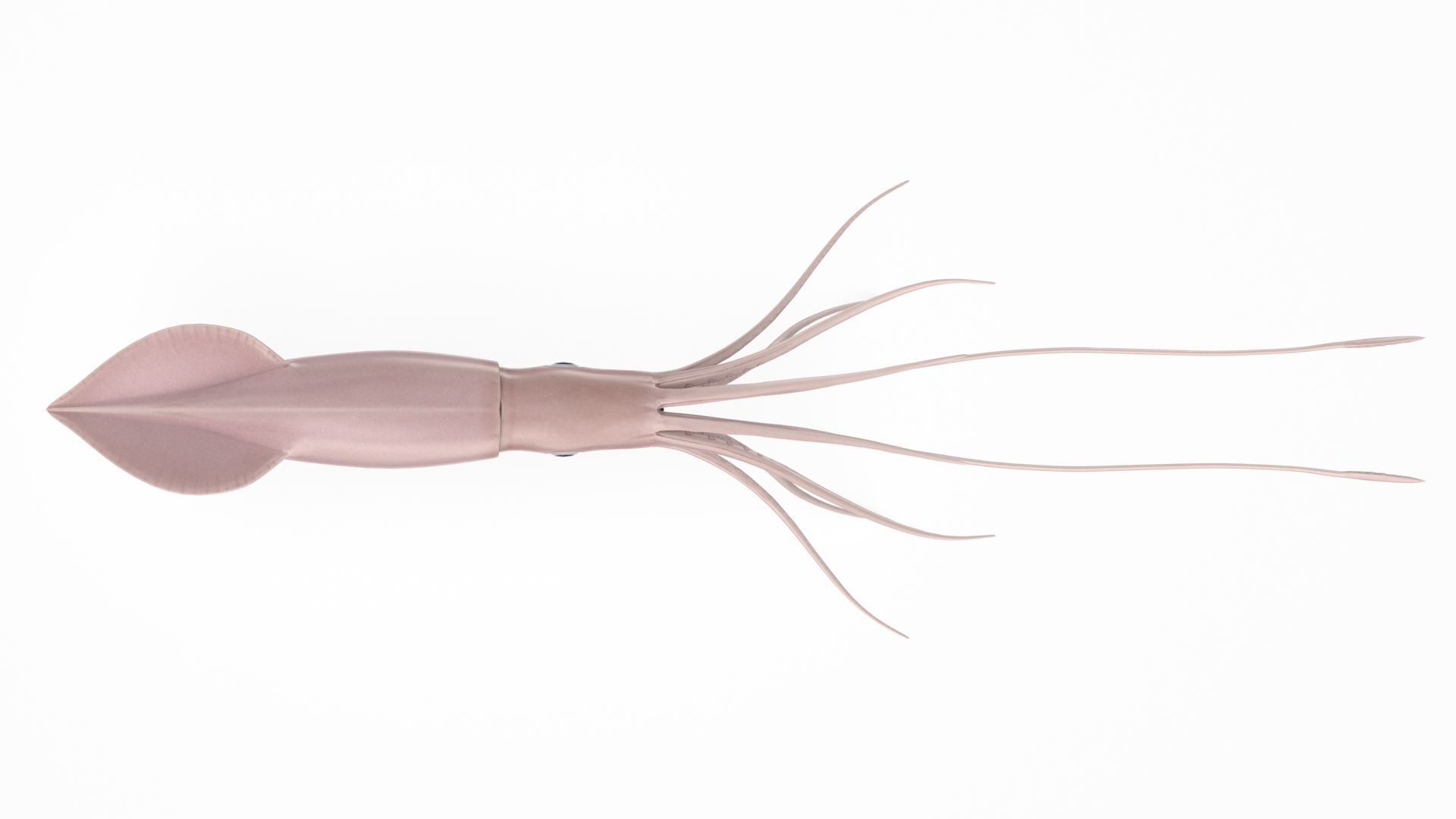 giant squid 3d model