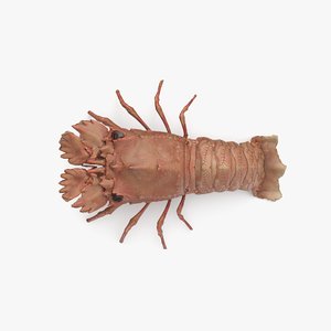 3D slipper lobster