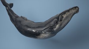hump whale rigged 3D