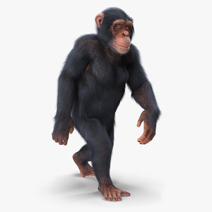 chimpanzee walking light skin fur 3D