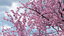 3D model flowering cherry tree