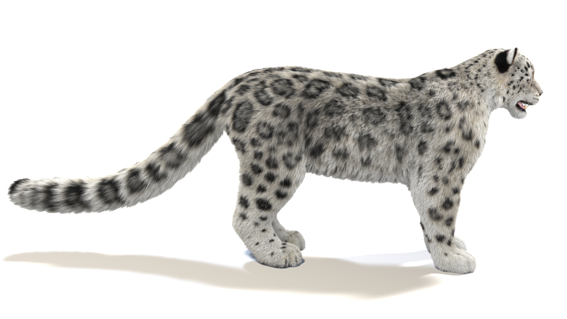 3D snow leopard furry modeled model - TurboSquid 1420817