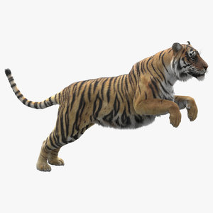 realistic rigged tiger fur 3D model